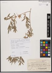 Foto von Salix niedzwieckii Goerz